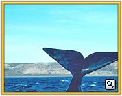Costa Real Cabo
